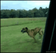 狗狗 可爱 追车 跳车