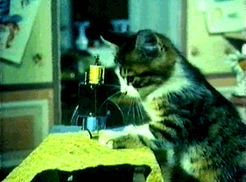萌宠 猫咪 缝纫机 干活呢