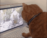 猫咪 看电脑 老鼠 跑哪去了