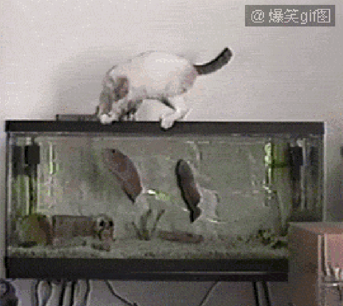 鱼缸 惊吓 小猫 小鱼