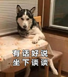 萌宠 汪星人 有话好说 坐下谈谈 搞怪 逗