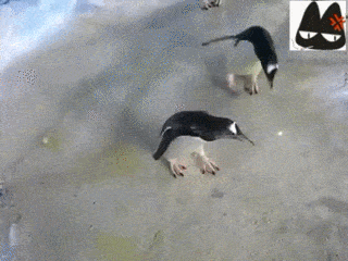 企鹅 可爱 转圈 萌萌哒