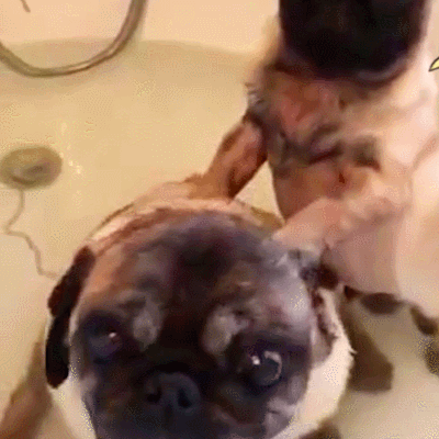 萌宠  狗子  洗澡  搞笑