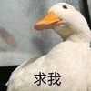 萌宠 鸭子 求我 得意 搞怪 呆萌