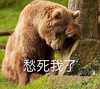 萌宠 熊 愁死我了 不开心 呆萌 搞怪