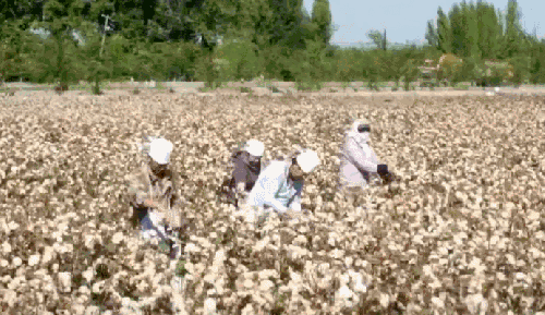 农民 新疆 棉花 石河子 纪录片 航拍中国 彩色棉花