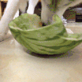 狗狗 吃西瓜 转圈吃 吃得好干净呀 这是什么吃法