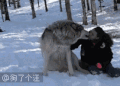 汪星人 哈士奇 雪地 有爱