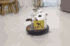 小猫 搞笑 安逸 享受