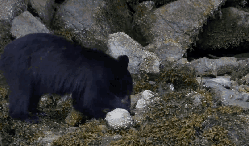 加拿大 动物 棕熊 纪录片 风景