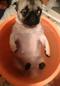 狗狗 可爱 震惊 洗澡