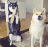 汪星人 柴犬 牛逼 聪明 哈士奇 作揖 动物 狗