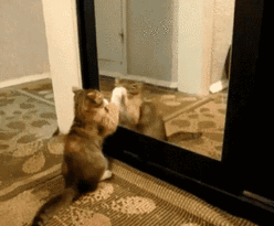 猫咪 照镜子 不服 可爱