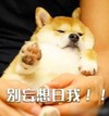 别妄想日我 可爱 狗狗 躺怀里
