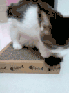 干嘛叫我 喵星人 干嘛 猫咪 可爱 萌宠 猫