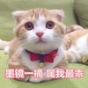 萌宠 猫星人 墨镜一摘 属我最乖 呆萌 可爱