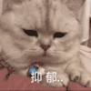 萌宠 猫星人 抑郁 伤心 呆萌 可爱
