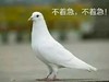 动物 鸽子 不着急 慢慢来 搞怪 逗