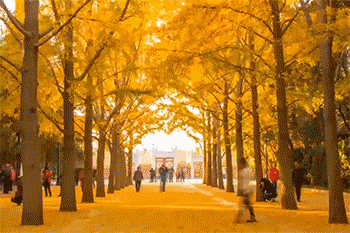 秋季 树叶黄了 银杏树 风景