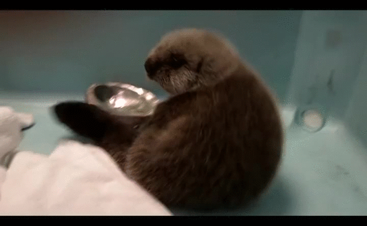 水獭 萌 otter