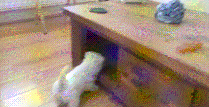 躲猫猫 寻找 玩耍