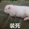萌宠 猪 撞死 躺在地上 憨憨 搞笑
