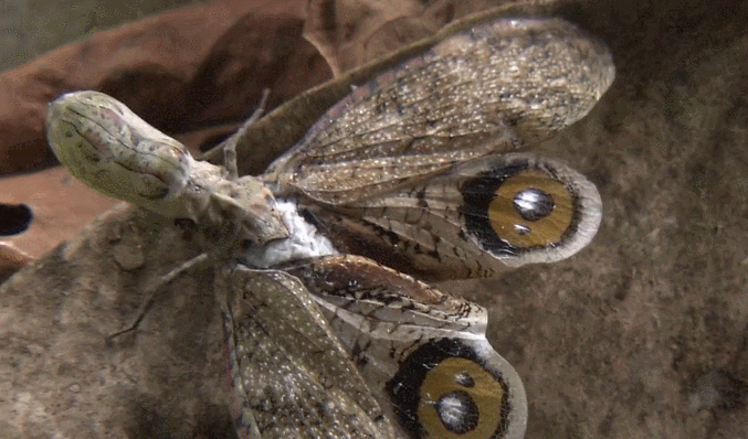 昆虫 模仿大师：哥斯达黎加昆虫 纪录片 枯叶蝶