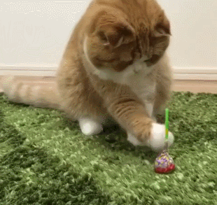 猫咪 棒棒糖 玩耍 灵巧