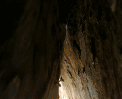 蝙蝠 动物世界 洞穴 科普