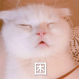 困 睡觉 猫