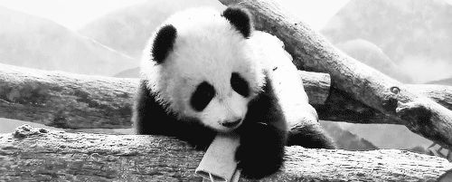 熊猫 黑眼圈 可爱