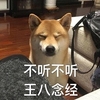 萌宠 汪星人 不听不听 王八念经 呆萌 搞怪