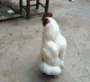 动物 搞笑