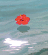 花瓣 水流 唯美 日光