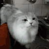 萌宠 猫咪 喝水