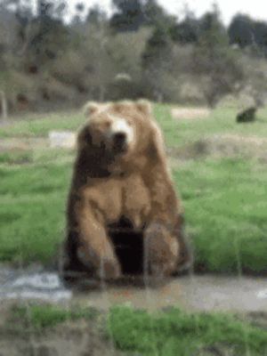 棕熊 河水 树林 喂食