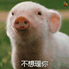soogif soogif出品 不想理你 猪 萌宠