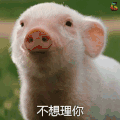 soogif soogif出品 不想理你 猪 萌宠