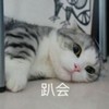 小猫 呆萌 无聊 趴会