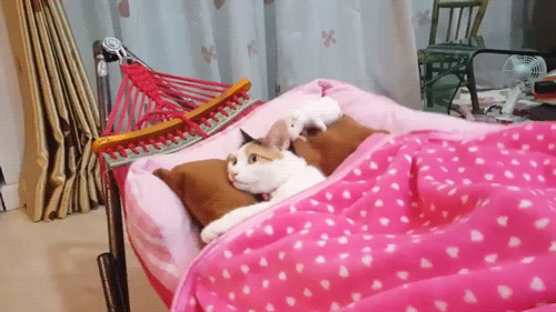 萌宠 猫咪 好幸福 睡床