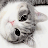 猫咪 猫 卖萌 可爱