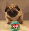 哈巴狗 pug 可爱 萌萌哒