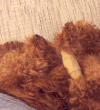 萌宠 狗狗 刚生完宝宝