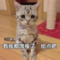 猫咪 委屈 看我都饿瘦了 给点吧