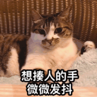 萌宠 猫星人 想揍人的手 微微发抖 呆萌 可爱