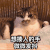 萌宠 猫星人 想揍人的手 微微发抖 呆萌 可爱