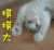 么么哒 猫咪 招手 摸摸大 么么哒 么么哒 摸摸 摸摸