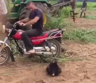 小猩猩 可爱 摩托车 主人带我走