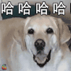 萌宠 狗狗 开心 哈哈哈 soogif soogif出品