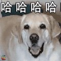 萌宠 狗狗 开心 哈哈哈 soogif soogif出品
